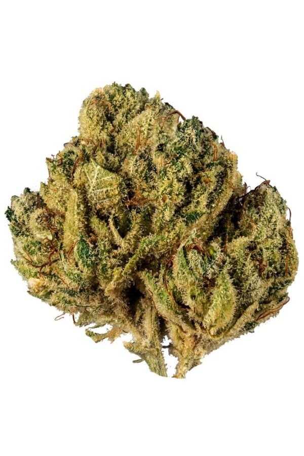 Alien Cookies Marijuana Strain