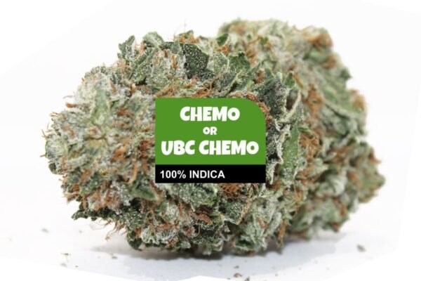 Chemo Marijuana Strain