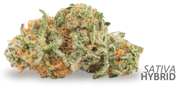 Magnum PI Marijuana Strain